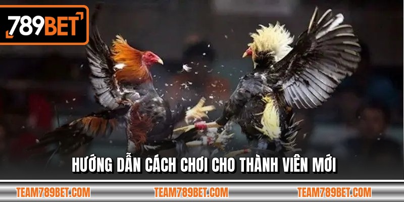 Hướng dẫn cách chơi cho thành viên mới