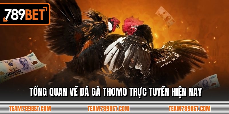 Tổng quan về đá gà thomo trực tuyến hiện nay